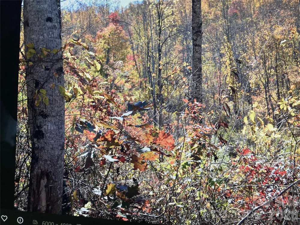 TBD Prices Creek Road Burnsville, NC 28714