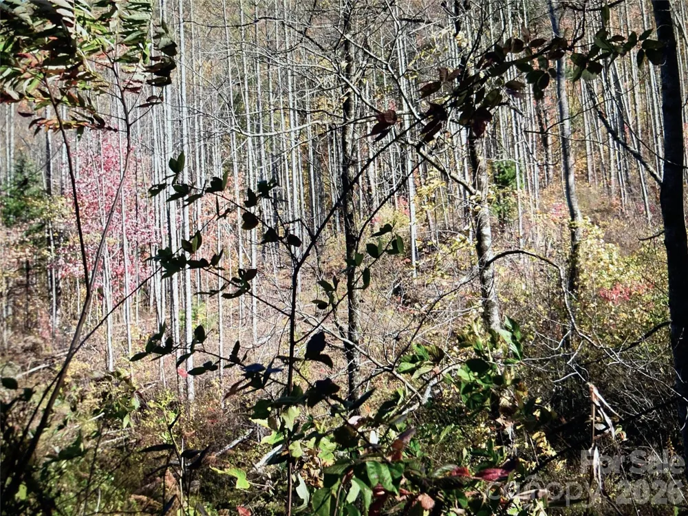 TBD Prices Creek Road Burnsville, NC 28714