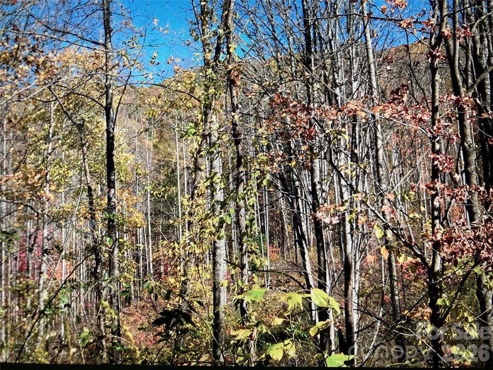 TBD Prices Creek Road Burnsville, NC 28714