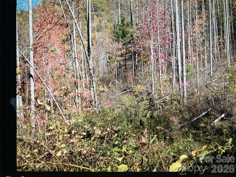 TBD Prices Creek Road Burnsville, NC 28714