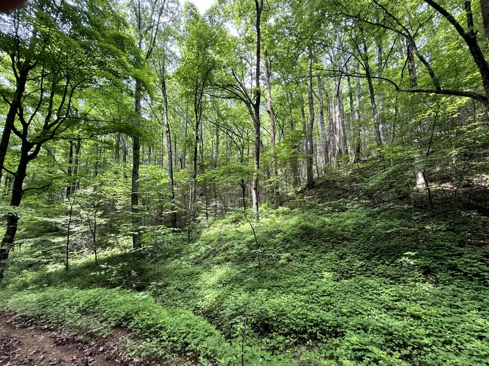 2110 Duck Pond Ln Sevierville, TN 37876