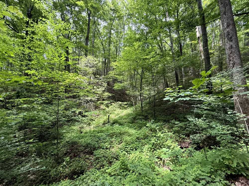 2110 Duck Pond Ln Sevierville, TN 37876