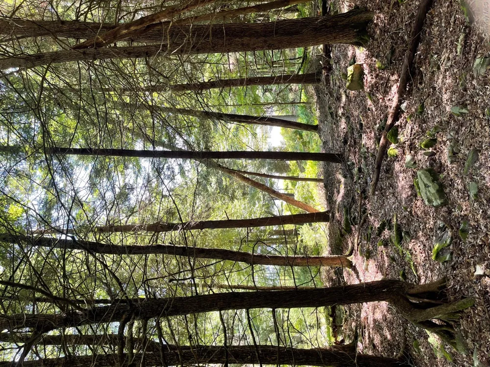 Lot 92 Mathias Weiden Drive Narrowsburg, NY 12764