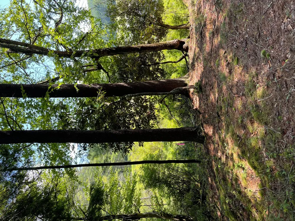 Lot 92 Mathias Weiden Drive Narrowsburg, NY 12764