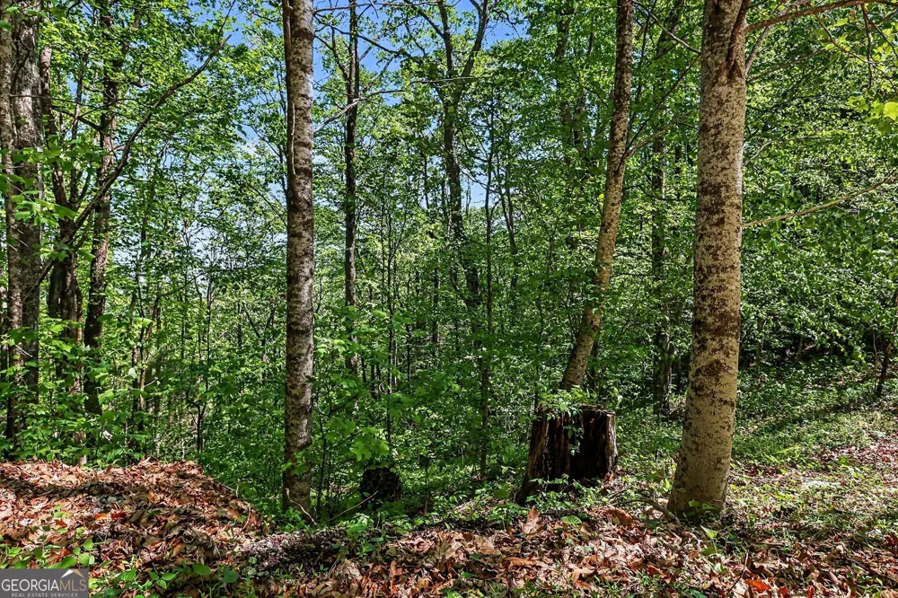 4 ACRES Dancing Bear TRL Clayton, GA 30525