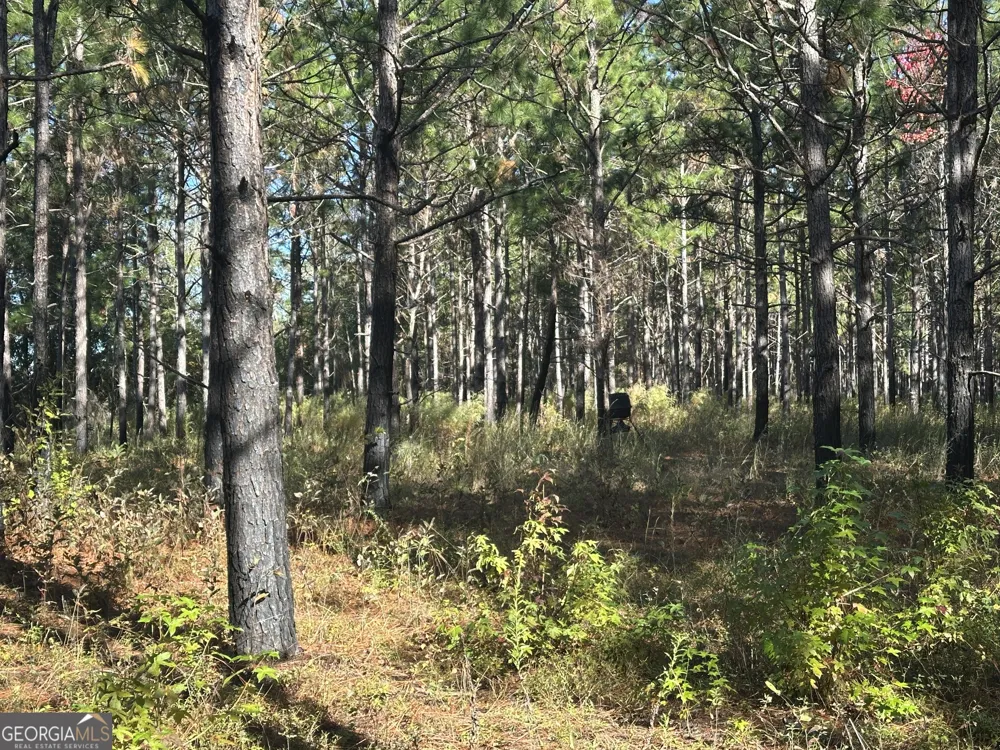 0 Buck Creek RD Sylvania, GA 30467