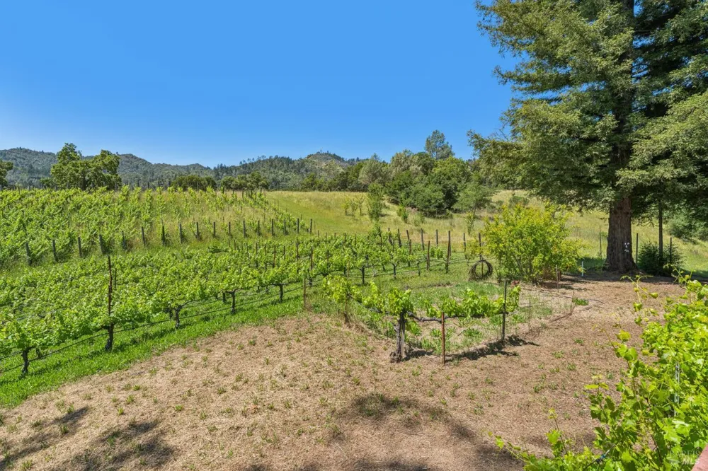 1975 Whitehall Lane St. Helena, CA 94574