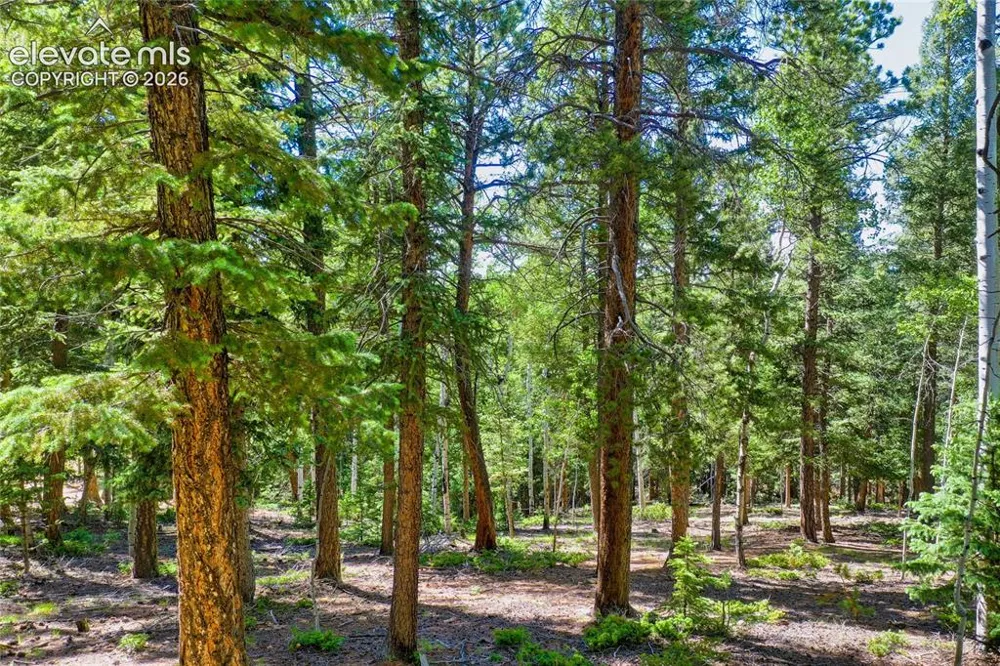 886 Cottonwood Lake Drive Divide, CO 80814