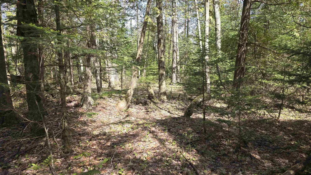 Lund Road, Sw Springfield Township, MI 49633