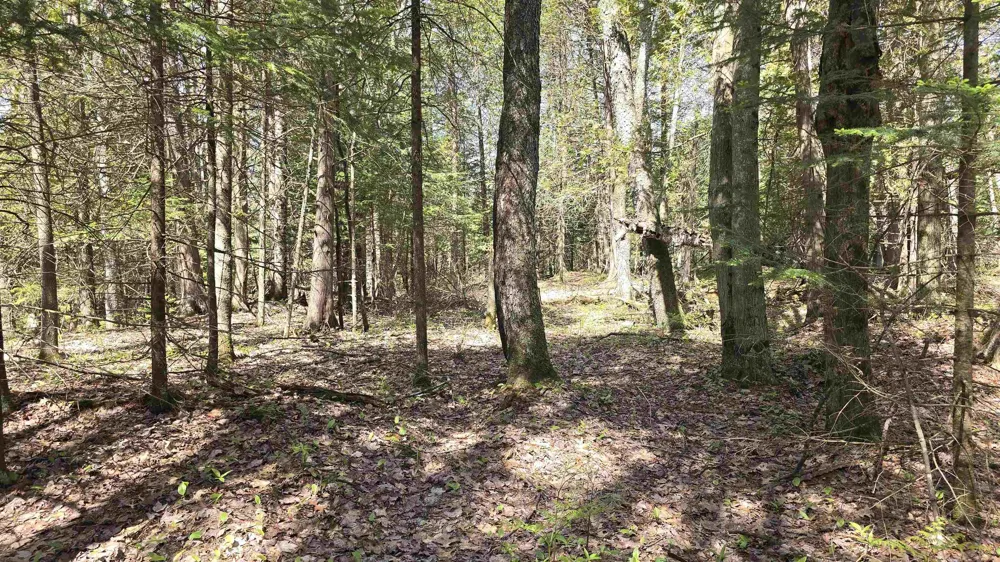 Lund Road, Sw Springfield Township, MI 49633