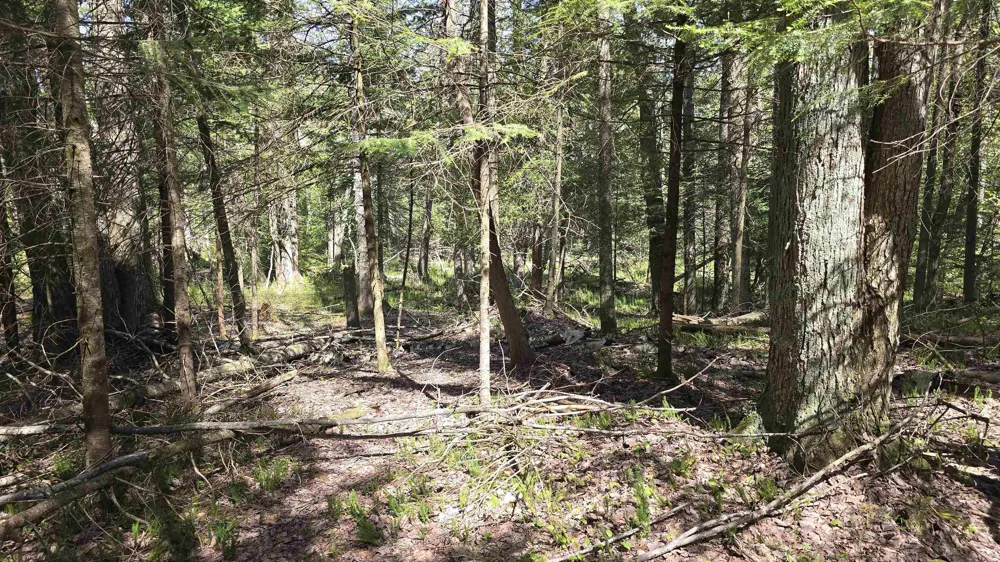 Lund Road, Sw Springfield Township, MI 49633