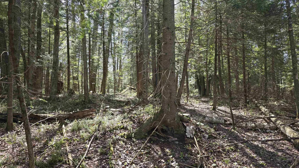 Lund Road, Sw Springfield Township, MI 49633