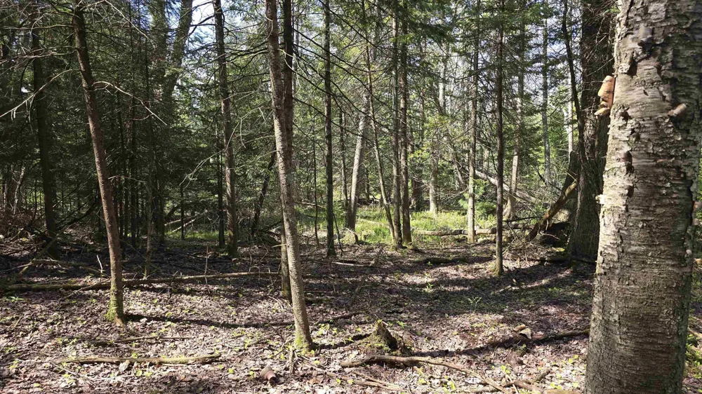 Lund Road, Sw Springfield Township, MI 49633