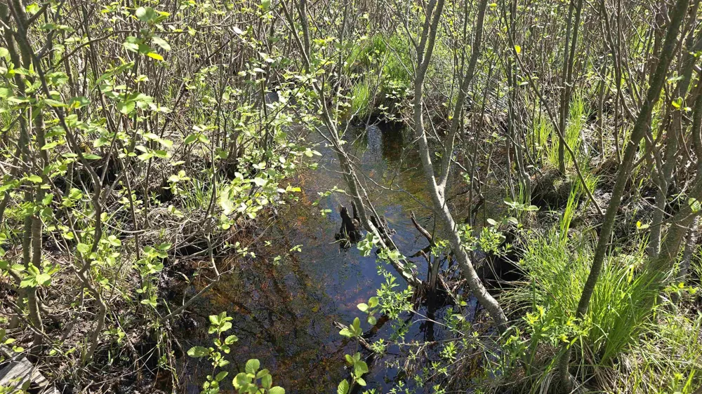 Lund Road, Sw Springfield Township, MI 49633