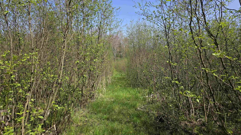 Lund Road, Sw Springfield Township, MI 49633