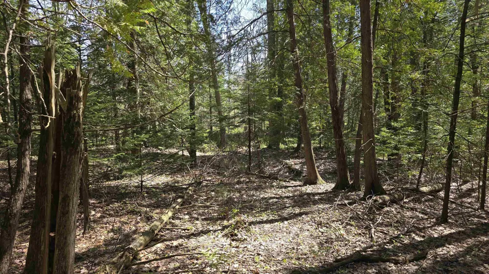 Lund Road, Sw Springfield Township, MI 49633