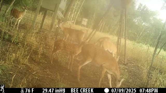 Bee Creek Road Grandview, TX 76050