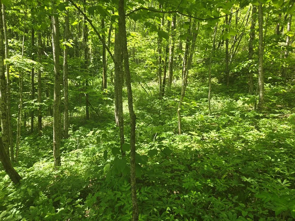 Greenspire Road Sylva, NC 28779