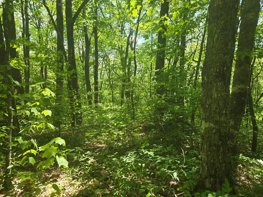 Greenspire Road Sylva, NC 28779