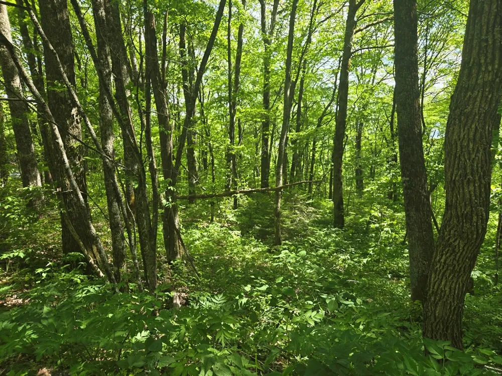 Greenspire Road Sylva, NC 28779