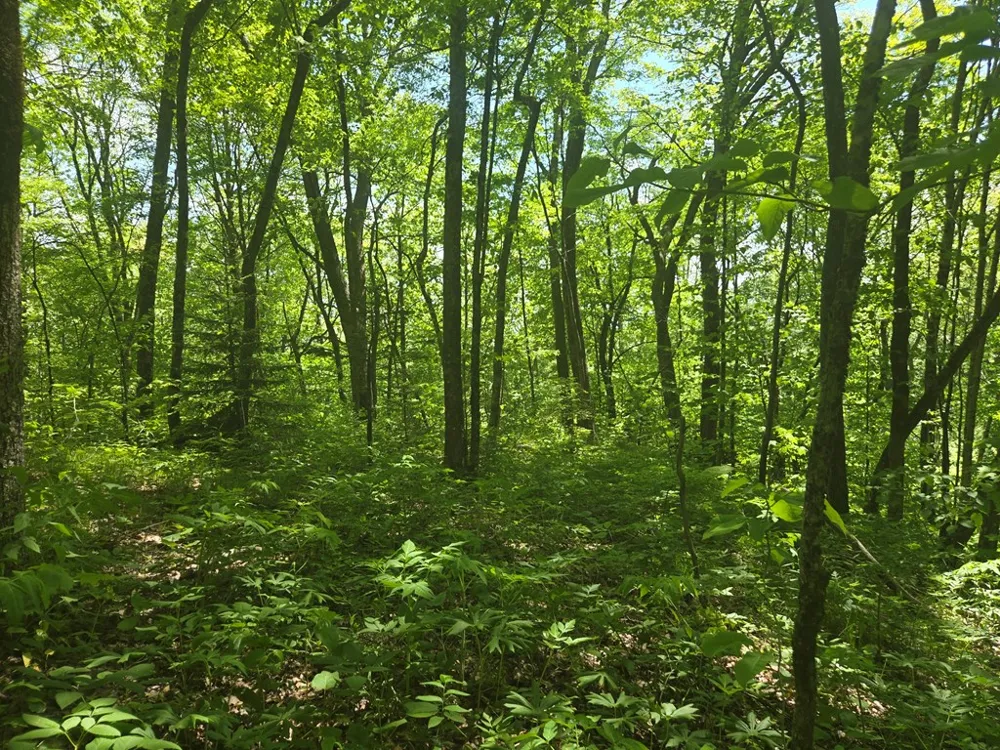 Greenspire Road Sylva, NC 28779