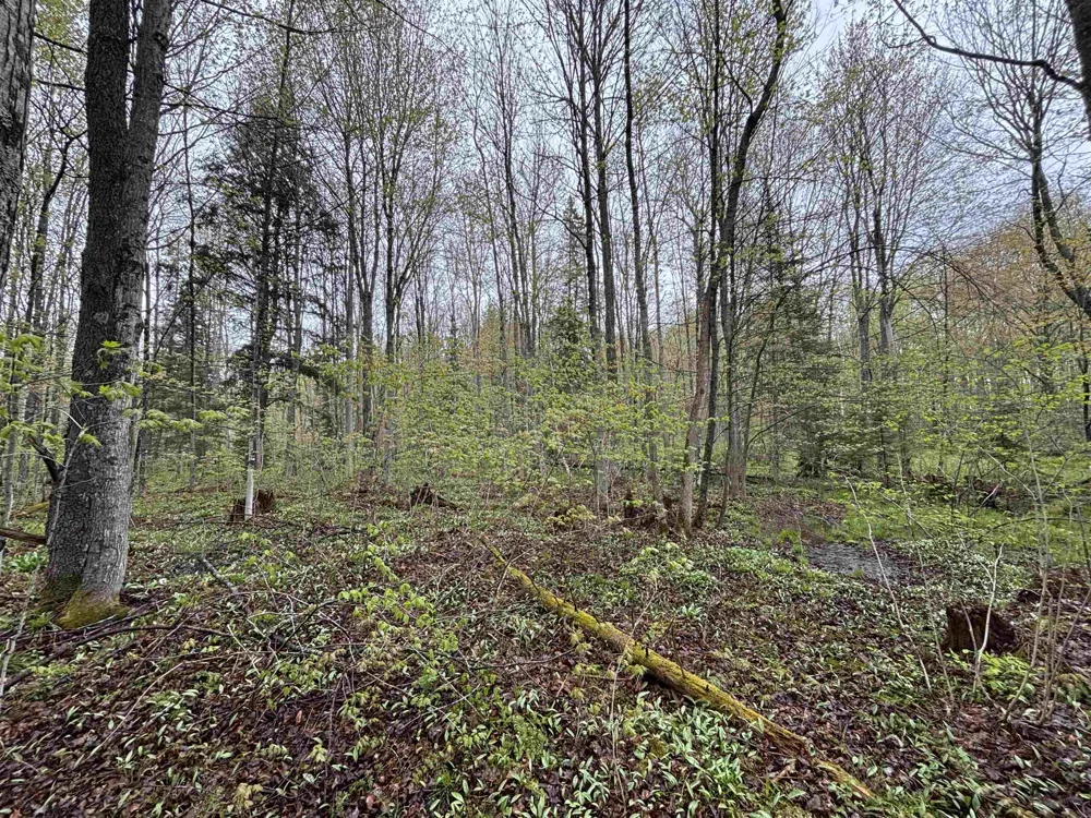 Elizabeth Lane Unknown, MI 49935