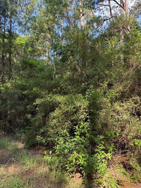 Timberwood Lane