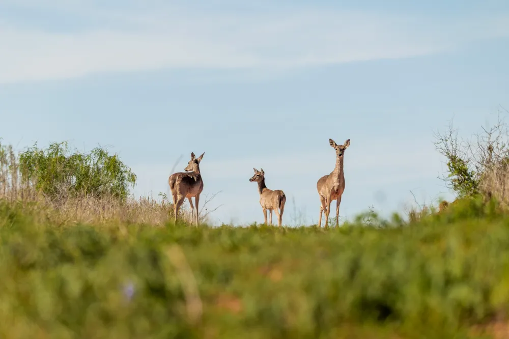 551 COUNTY ROAD 121 Coleman, TX 76834