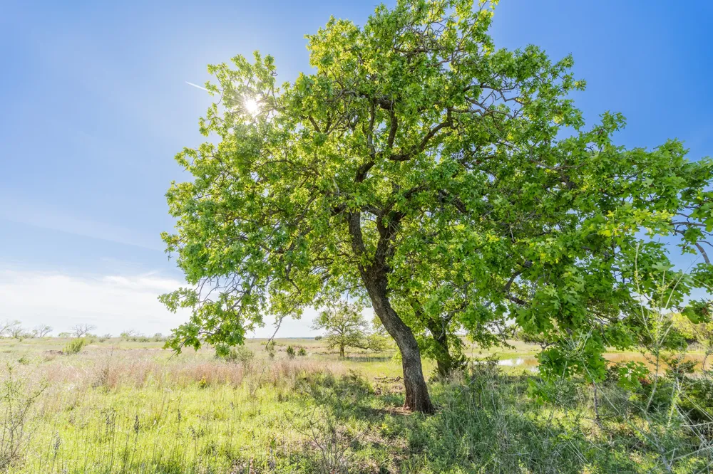 551 COUNTY ROAD 121 Coleman, TX 76834