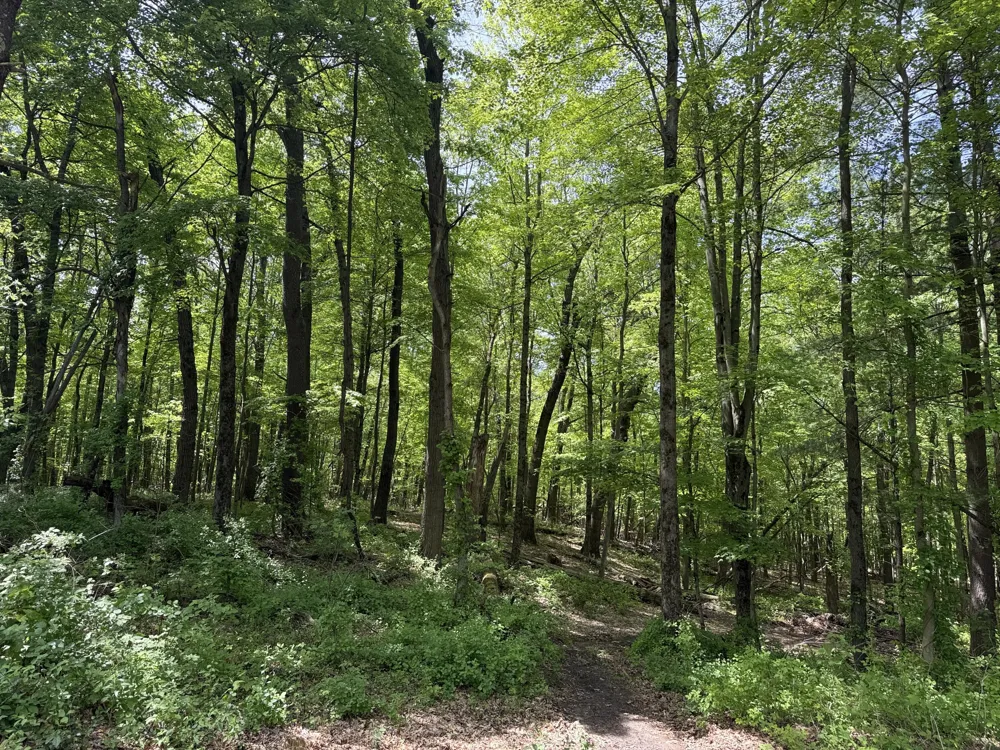 Bailey Drive NE Ada, MI 49301