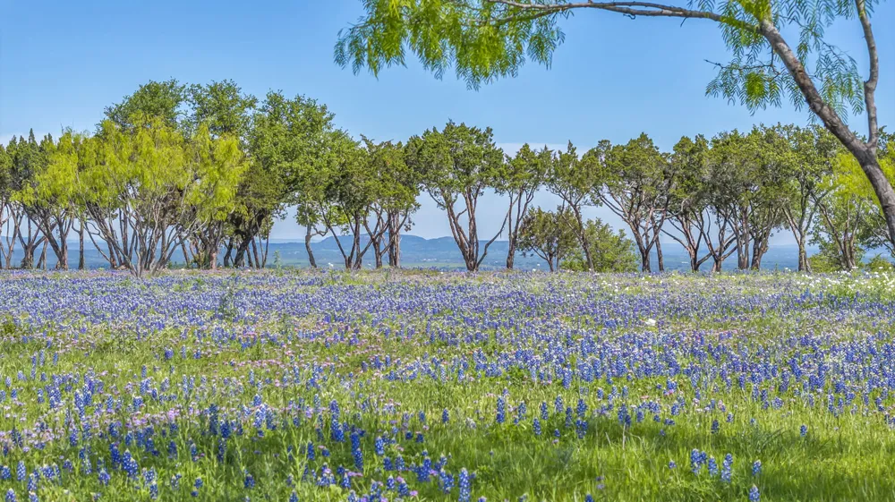 3531 RM-3347 - Lot 16 Round Mountain, TX 78663