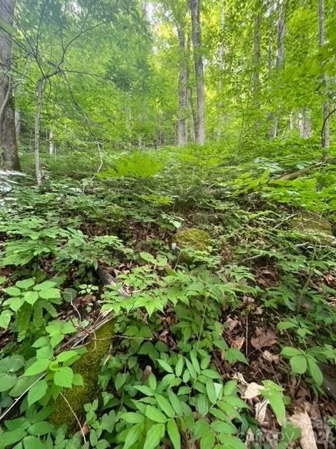 00000 Soco Road Maggie Valley, NC 28751
