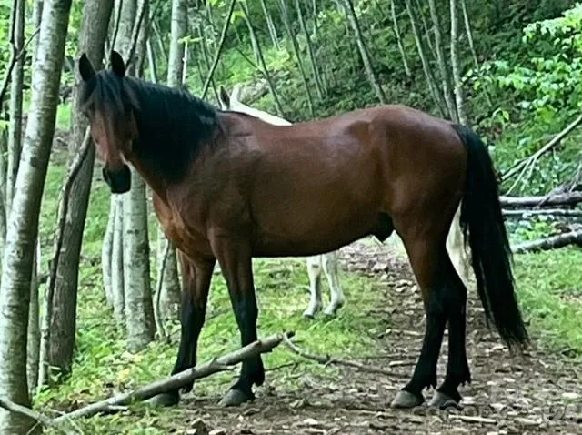 00000 Soco Road Maggie Valley, NC 28751