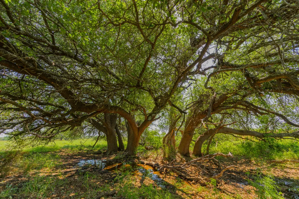 County Road 180 Rolling Pond Ranch Road Purmela, TX 76566
