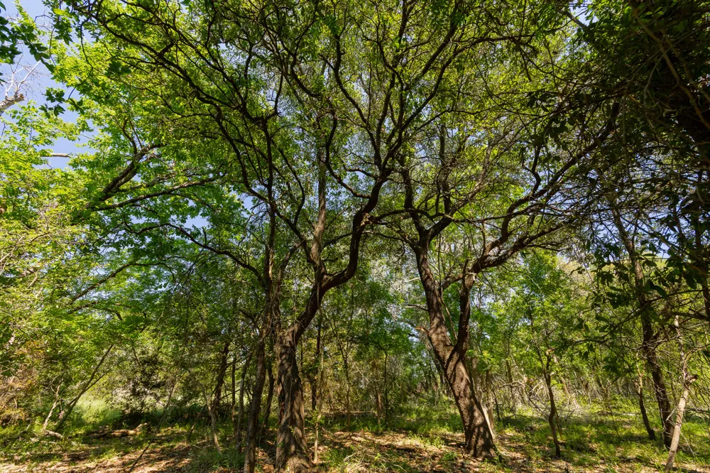 County Road 180 Rolling Pond Ranch Road Purmela, TX 76566
