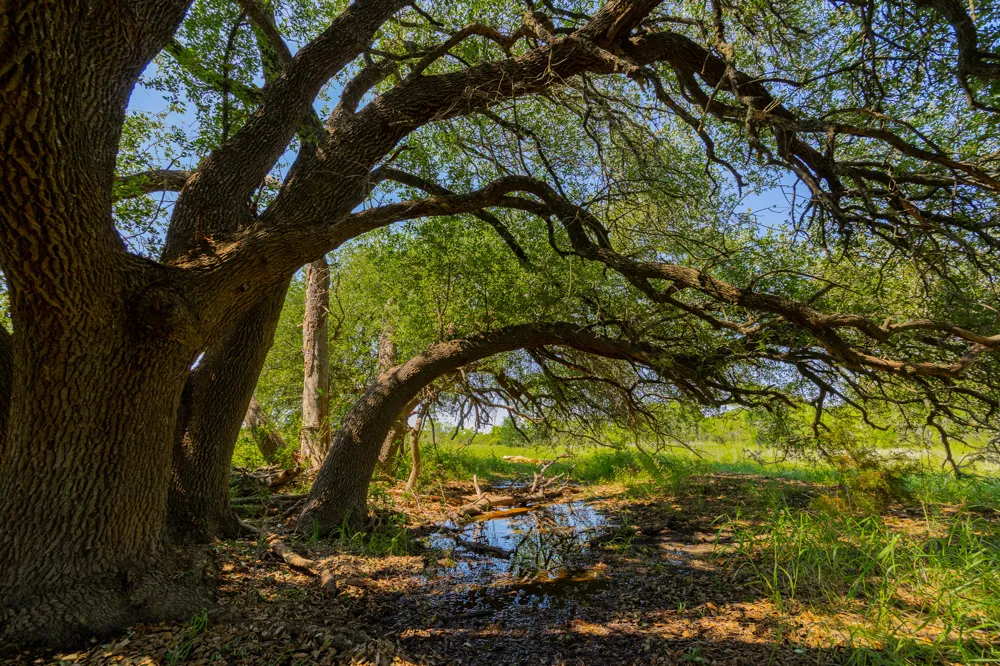 County Road 180 Rolling Pond Ranch Road Purmela, TX 76566