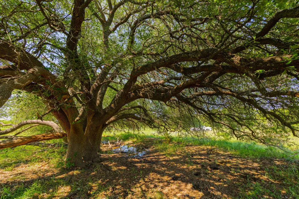 County Road 180 Rolling Pond Ranch Road Purmela, TX 76566