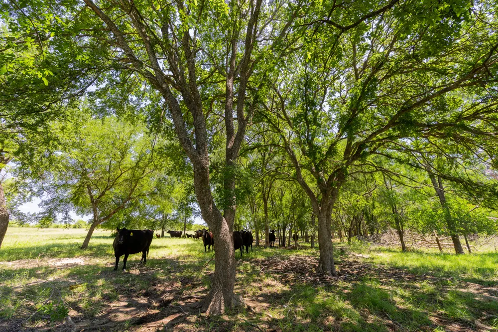 County Road 180 72 ac Road Purmela, TX 76566