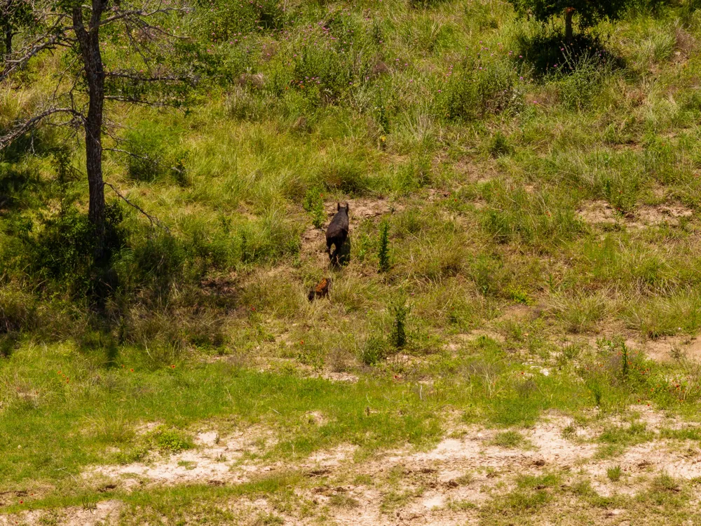 County Road 180 72 ac Road Purmela, TX 76566