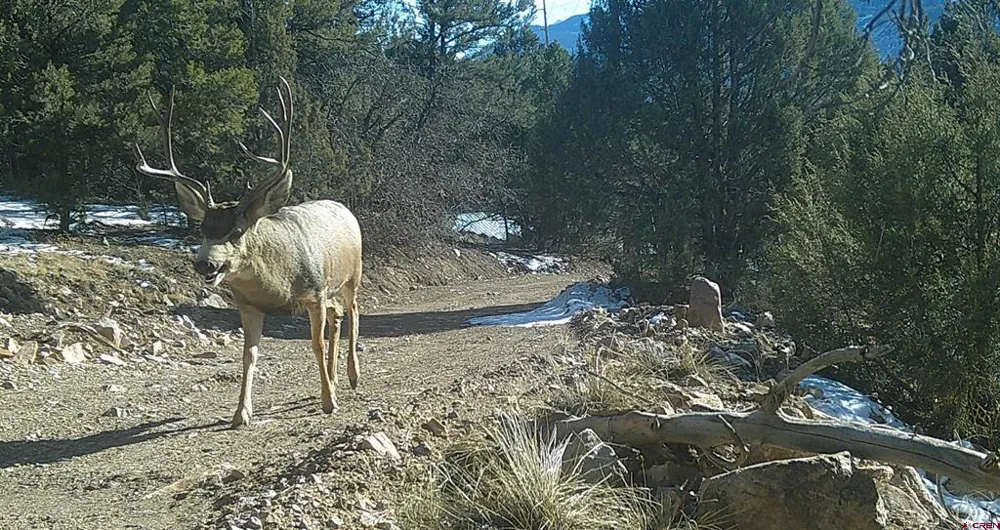 102 550 Highway Ridgway, CO 81403