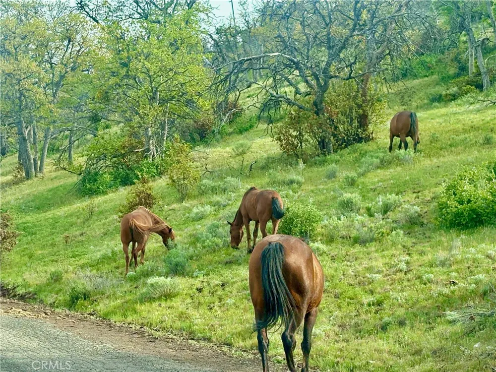 Yellow Dog Trail Hornbrook, CA 96044