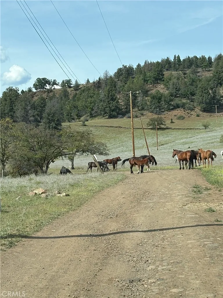 Yellow Dog Trail Hornbrook, CA 96044