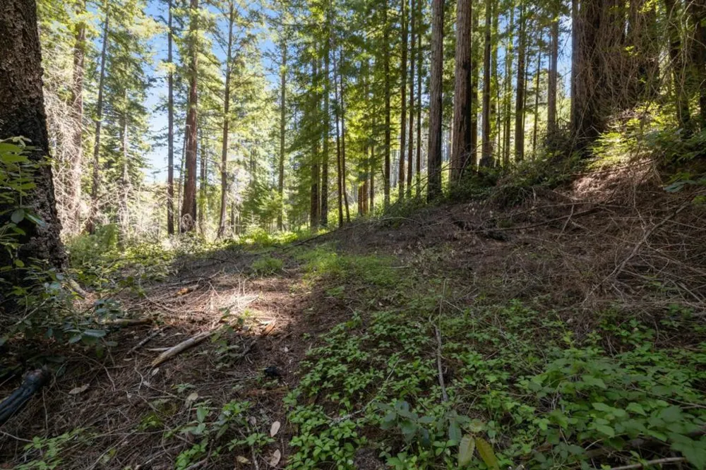 Branson Boulder Creek, CA 95006