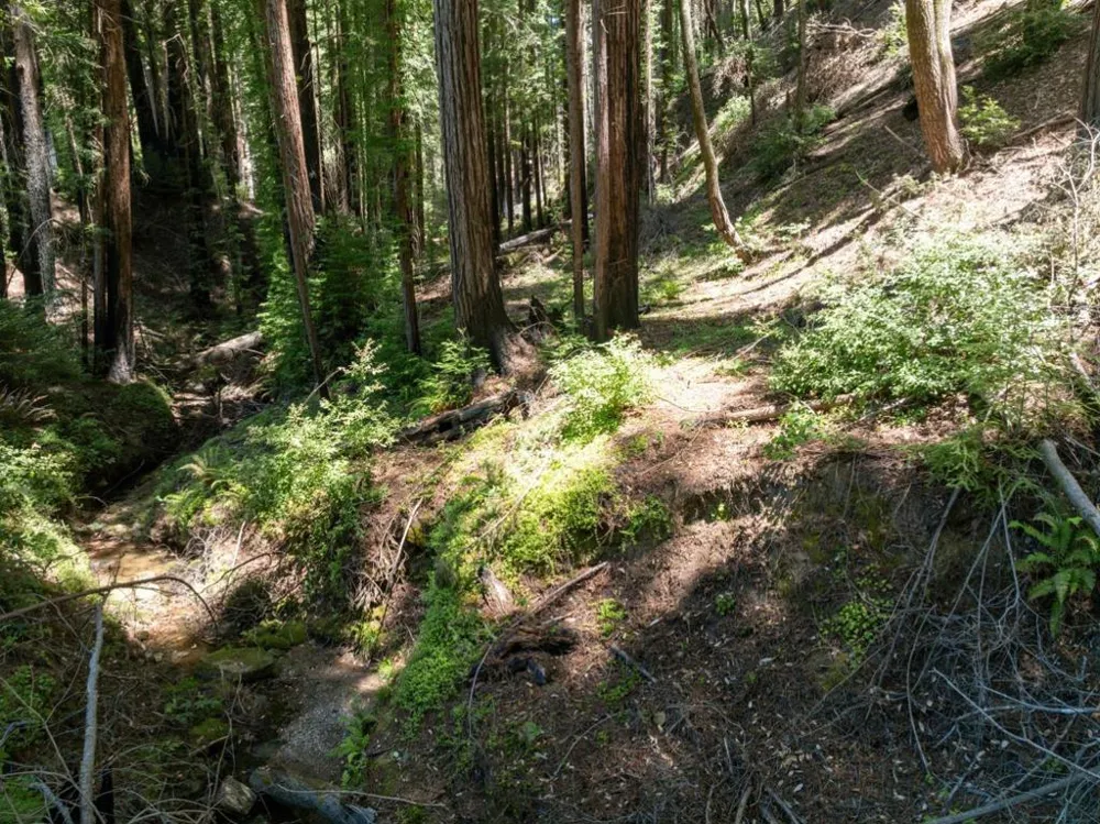 Branson Boulder Creek, CA 95006