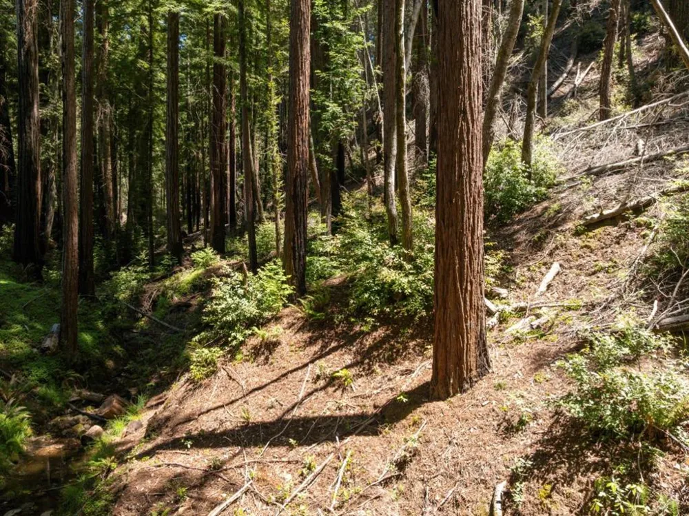 Branson Boulder Creek, CA 95006
