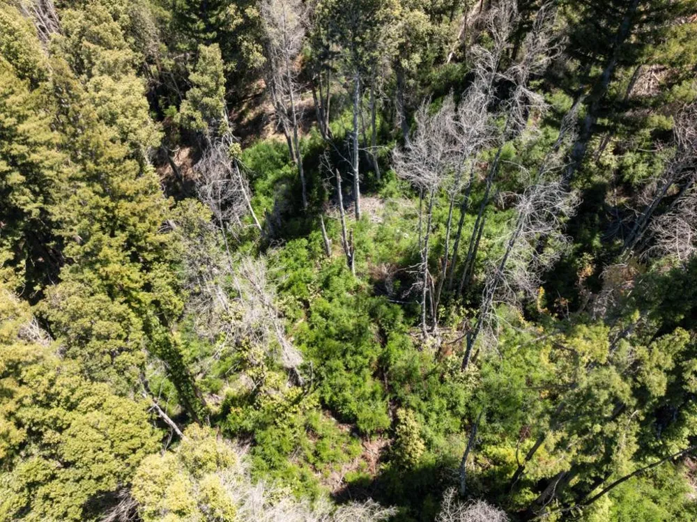 Branson Boulder Creek, CA 95006