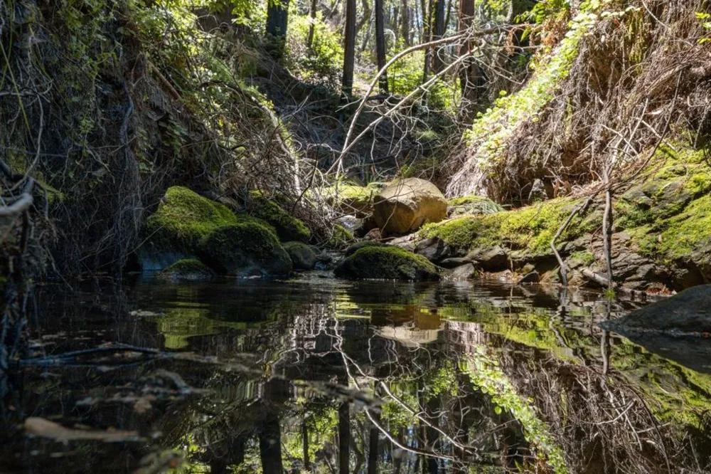 Branson Boulder Creek, CA 95006