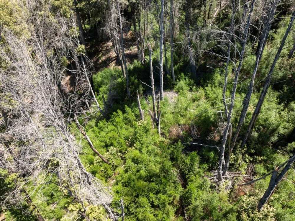 Branson Boulder Creek, CA 95006