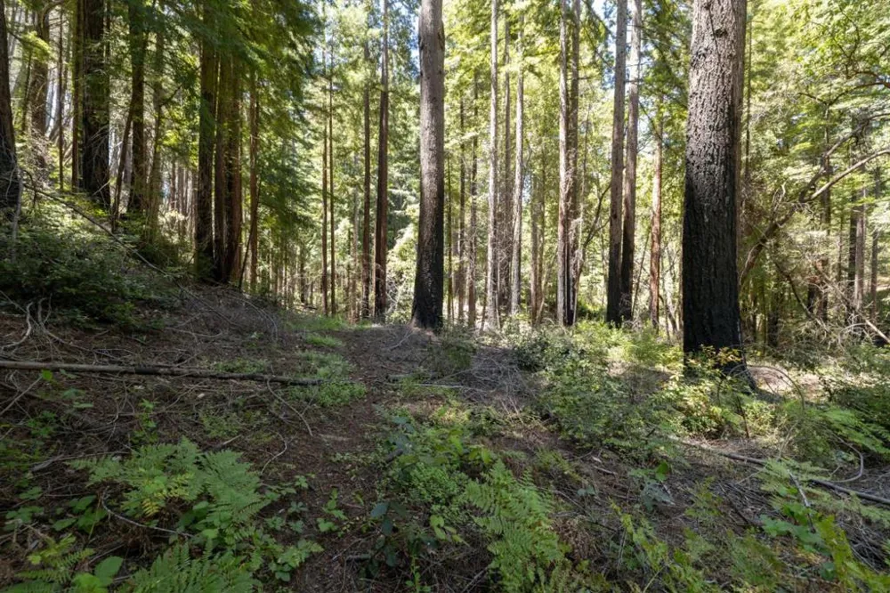 Branson Boulder Creek, CA 95006