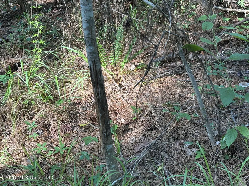 Beach Road Roxie, MS 39661